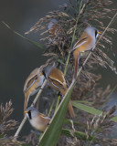 Bearded Tits / Baardmannetjes