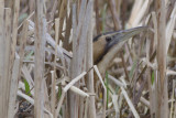 Great Bittern /  Roerdomp