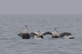 displaying Common Eiders / baltsende Eiders