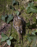 Central European Treecreeper / Kortsnavelboomkruiper