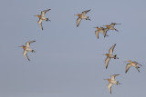 Black-tailed Godwits / Gruttos