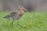 Black-tailed Godwit / Grutto