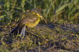 Blue-headed Wagtail / Gele Kwikstaart