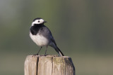 White Wagtail / Witte Kwikstaart