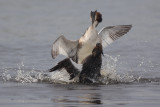 fighting Great Crested Grebes / vechtende Futen