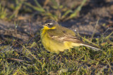 Blue-headed Wagtail / Gele Kwikstaart