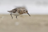 Sanderling / Drieteenstrandloper