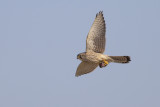 Common Kestrel with prey / Torenvalk met prooi