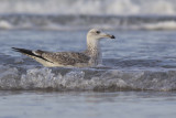 Caspian Gull / Pontische Meeuw