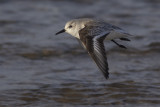 Sanderling / Drieteenstrandloper