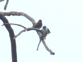 Southern Rough-winged Swallow & White-rumped Swallow.jpg