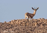 Mountain Gazelle