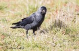 Jackdaw