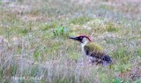 Green Woodpecker