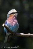 Lilac Breasted Roller