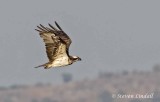 Osprey