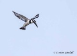 Pied Kingfisher