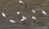 Spoonbills