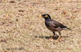 Common Myna