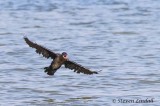 Pygmy Cormorant