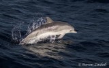 Atlantic Spotted Dolphin