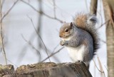 Grey Squirrel