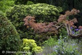 Acer in the Italian Garden