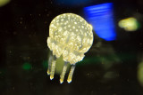 Papuan Jellyfish (2)