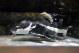 Redtail Catfish (1)