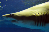 Sand Tiger Shark (2)