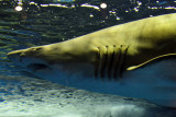 Sand Tiger Shark (1)
