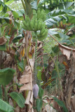banana tree at Levi Nature Preserve