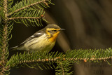 Blackburnian Warbler 2018g.jpg