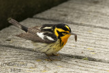 Blackburnian Warbler 2018b1.jpg