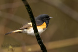 American Redstart 2018a.jpg