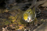 Chestnut-sided Warbler 2018ea.jpg