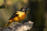 Baltimore Oriole 2018a.jpg