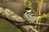 blackpoll Warbler 2018a.jpg