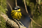 Magnolia Warbler 2018c.jpg