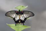 Grand Mormon / Great Mormon (Papilio memnon)