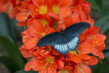 Porte-queue lowi /Lowi Swallowtail (Papilio lowi)