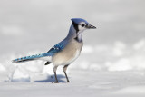 Geai bleu / Blue Jay (Cyanocitta cristata)