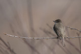 Moucherolle phbi / Eastern Phoebe (Sayornis phoebe)