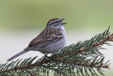 Bruant familier / Chipping Sparrow (Spizella passerina)