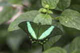 Machaon meraude / Banded Peacock (Papilio palinurus)
