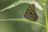 Satyre perl / Northern Pearly-Eye (Lethe anthedon)