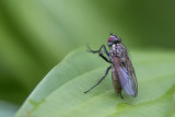 Hydrophore conique / Root-Maggot Fly female (Hydrophoria lancifer)