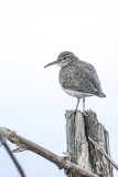 Chevalier grivel / Spotted Sandpiper (Actitis macularia)