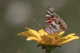 Vanesse de Virginie / American Lady (Vanessa virginiensis)