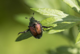 Scarabe japonais / Japanese Beetle (Popilia japonica)